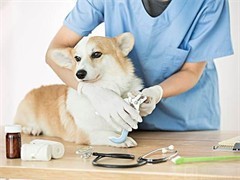當1元遇到寵物醫(yī)院 是福利還是噱頭？